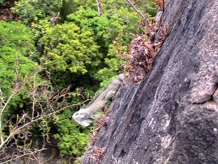 23b - Fort Louis Delgrès 017.jpg